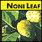 Noni Leaf